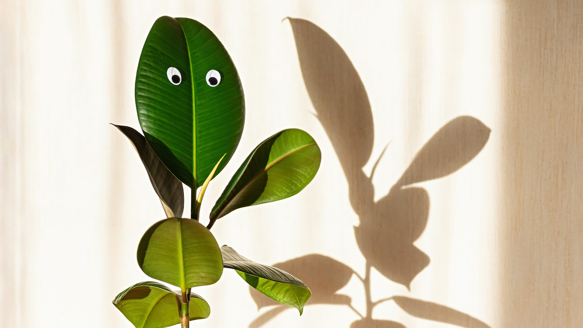 A houseplant with googly eyes on a leaf, its shadow in the background