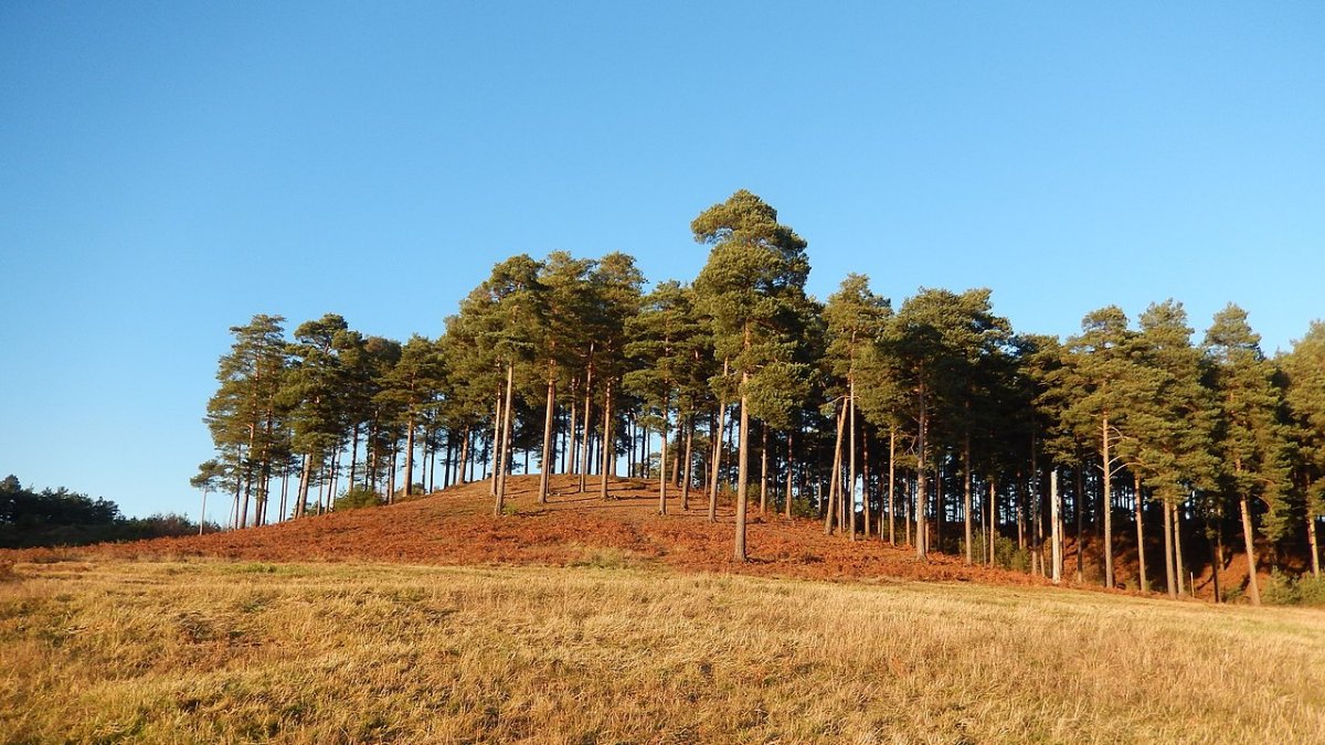 Bourne Wood in Surrey, UK