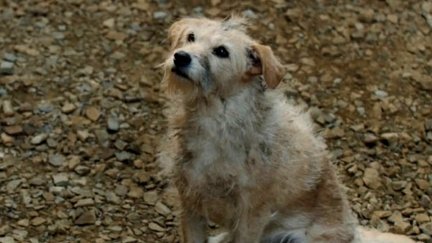 The Ratcatcher's Dog in House of the Dragon