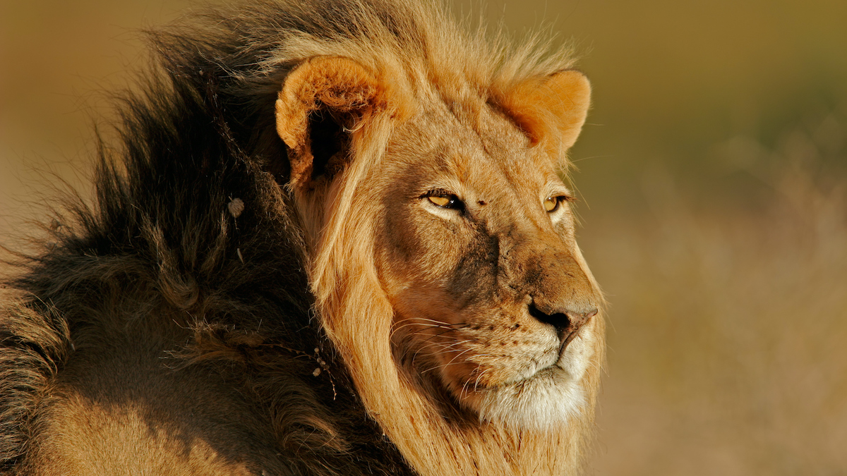A male lion in the wild staring into the distance