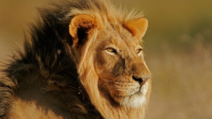 A male lion in the wild staring into the distance