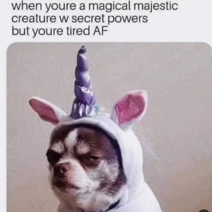 chihuahua in unicorn outfit does not look happy