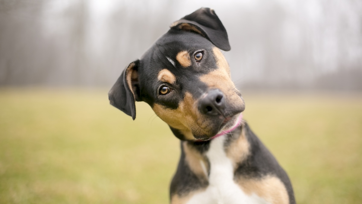 A tricolor mixed breed dog looking at the camera and listening intently with a foggy background