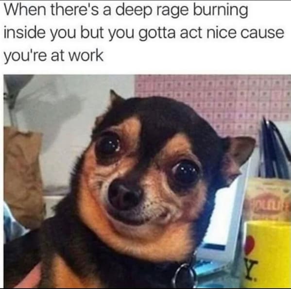 chihuahua looks like hes holding back repressed rage