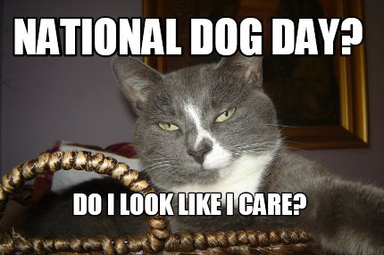 cat not happy it's national dog day