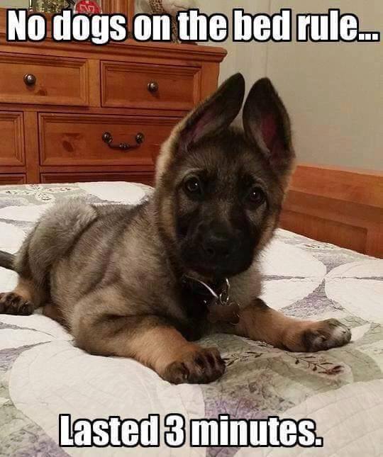 cute puppy on the bed