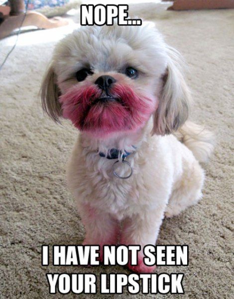 dog with pink all over its face from lipstick