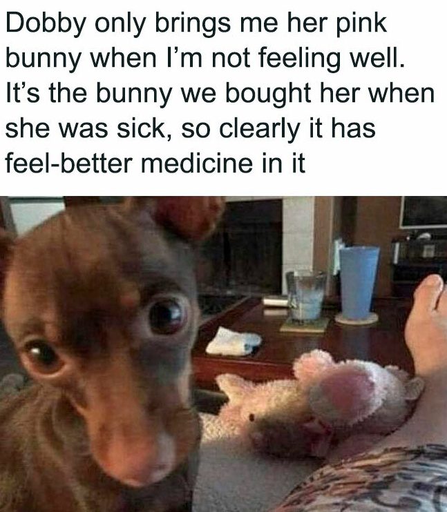 small dog brings rabbit to comfort ill owner