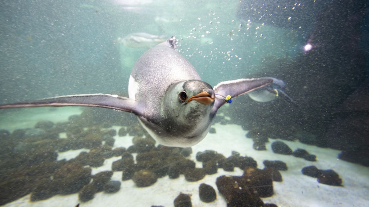 A Gentoo penguin at SEA LIFE Sydney Aquarium.