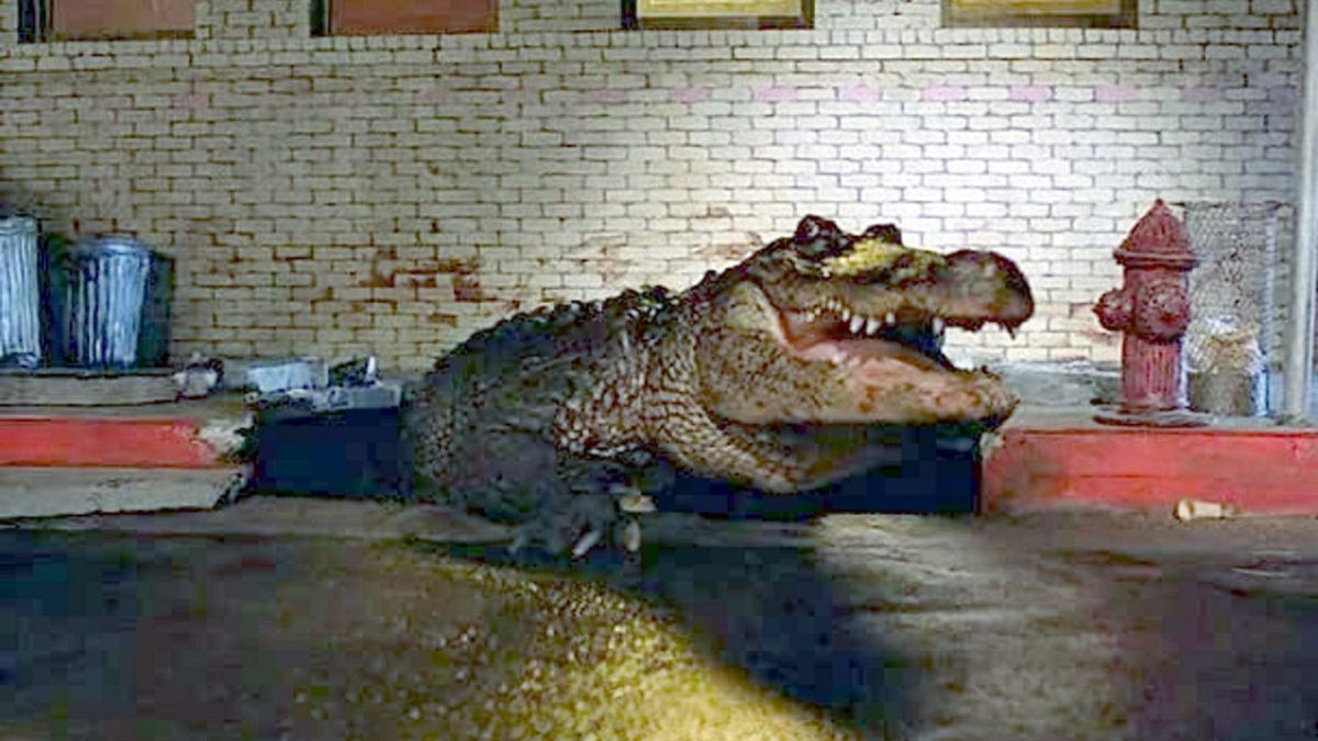 Alligator crawling from the sewer in 1980's Alligator.