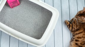 Cat litter tray with pink scoop and bengal cat - stock photo Cat litter tray with pink scoop and bengal cat