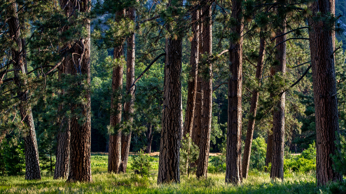 YOSEMITE NATIONAL PARK, CA - JUNE 18: A stand of pine trees on the Valley floor near Yosemite Falls Meadow are viewed on June 18, 2024, at Yosemite National Park, California. Reservations are now required as large summer crowds have caused congestion throughout the Yosemite Valley and Tuolumne Meadows. Even with reservations there are long lines of vehicles each day at all three of the main Park entrances. (Photo by George Rose/Getty Images)