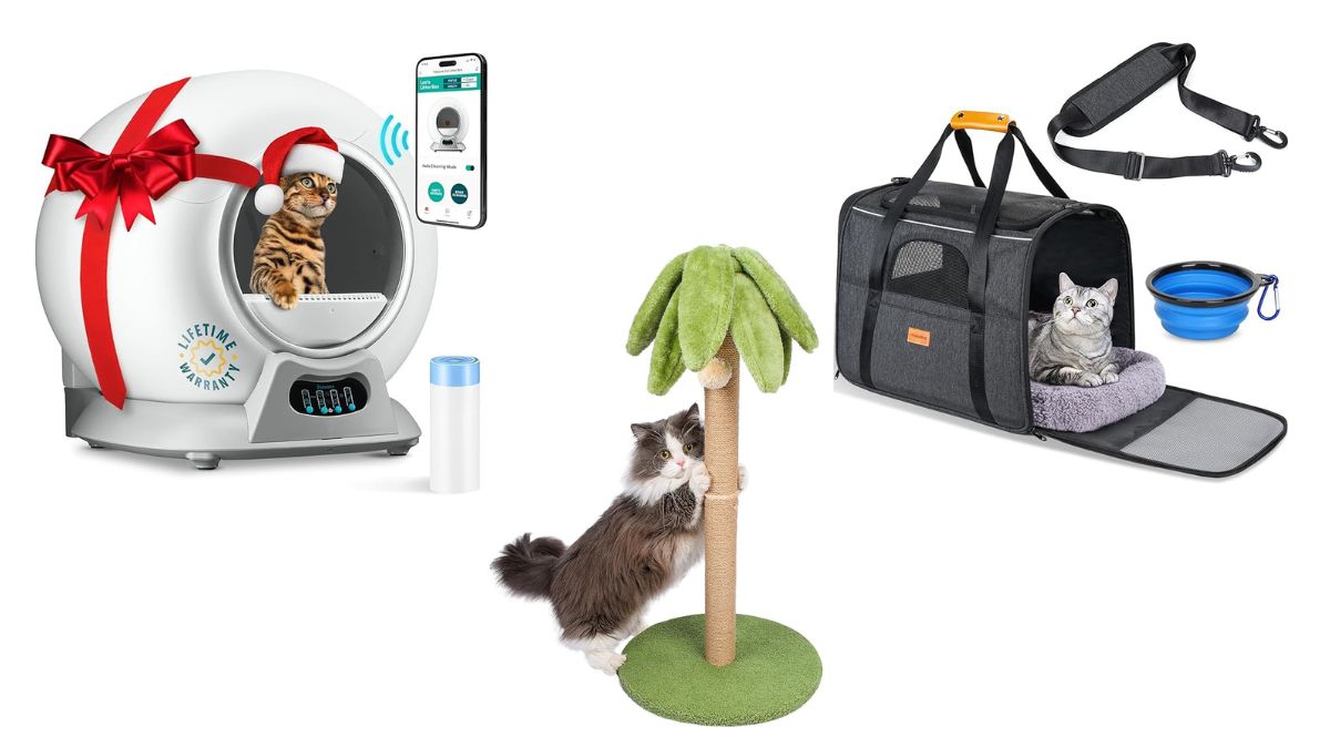 Amazon Cat Black Friday Deals