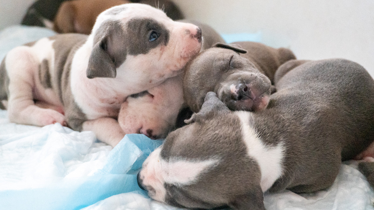 Sleep puppy’s pit bull - stock photo Sleeping puppies on top of each others pit bull