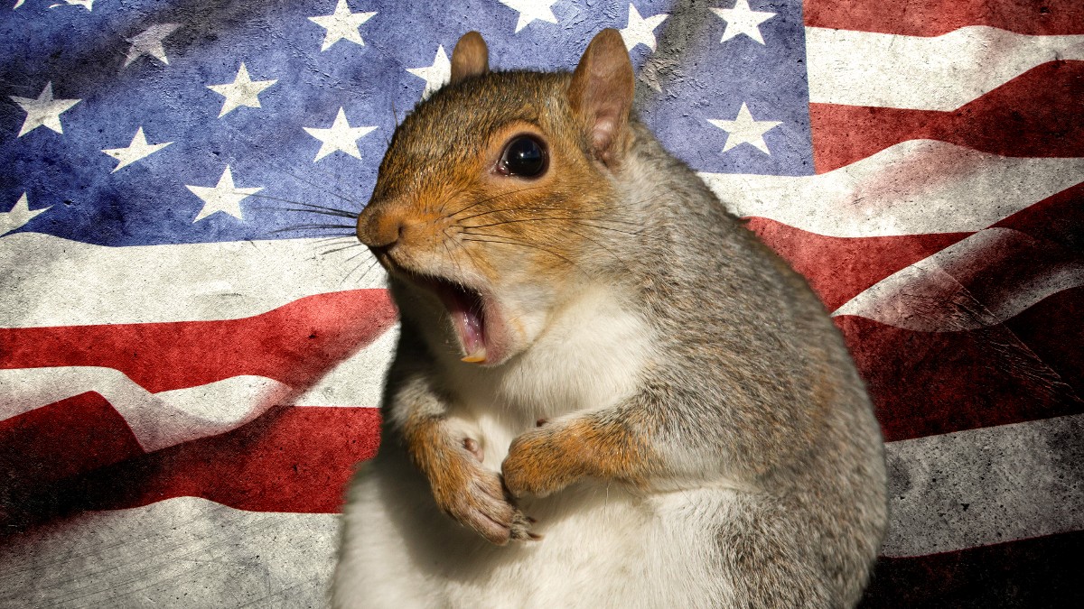 A shocked squirrel in front of the American flag