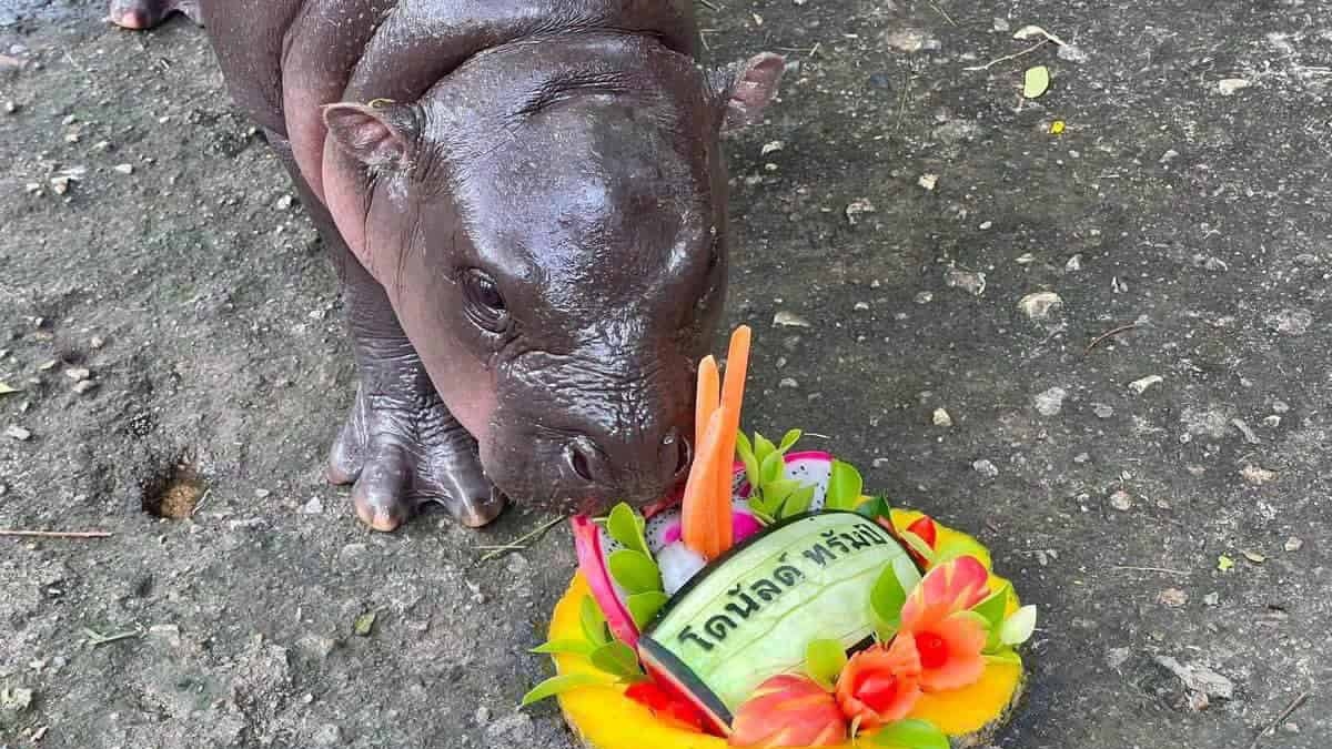 Moo Deng eating a dish of fruits with Donald Trump's name written in Thai