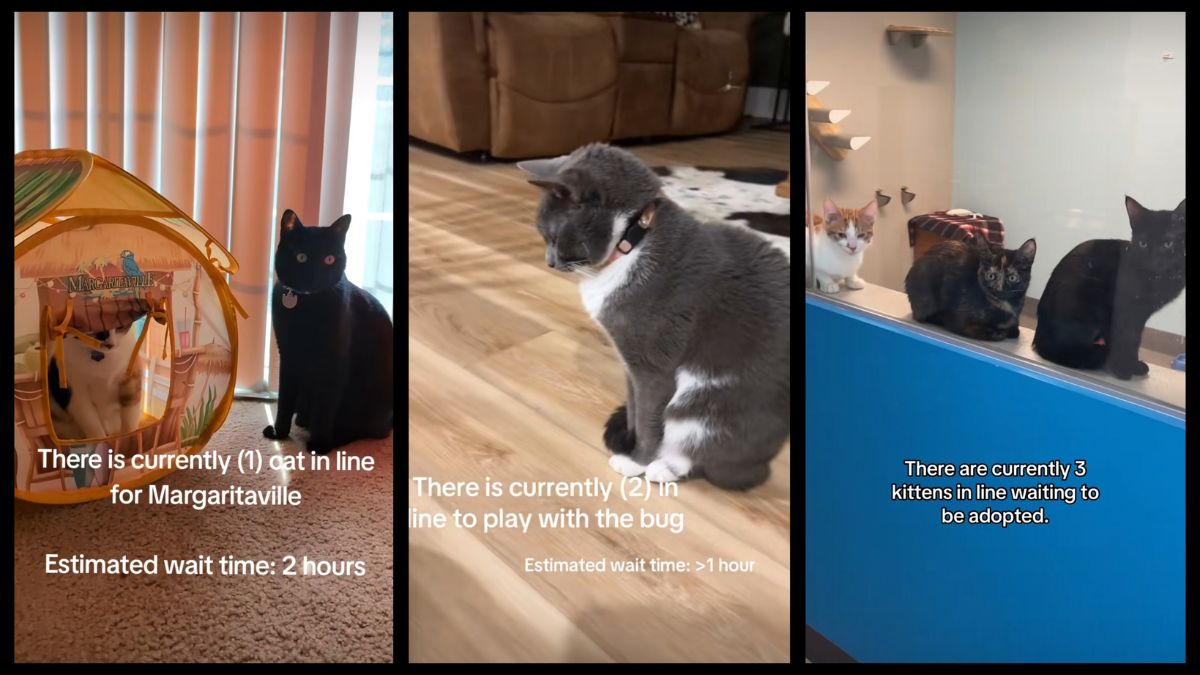 Screenshots of TikTok videos featuring the "cats in line" trend