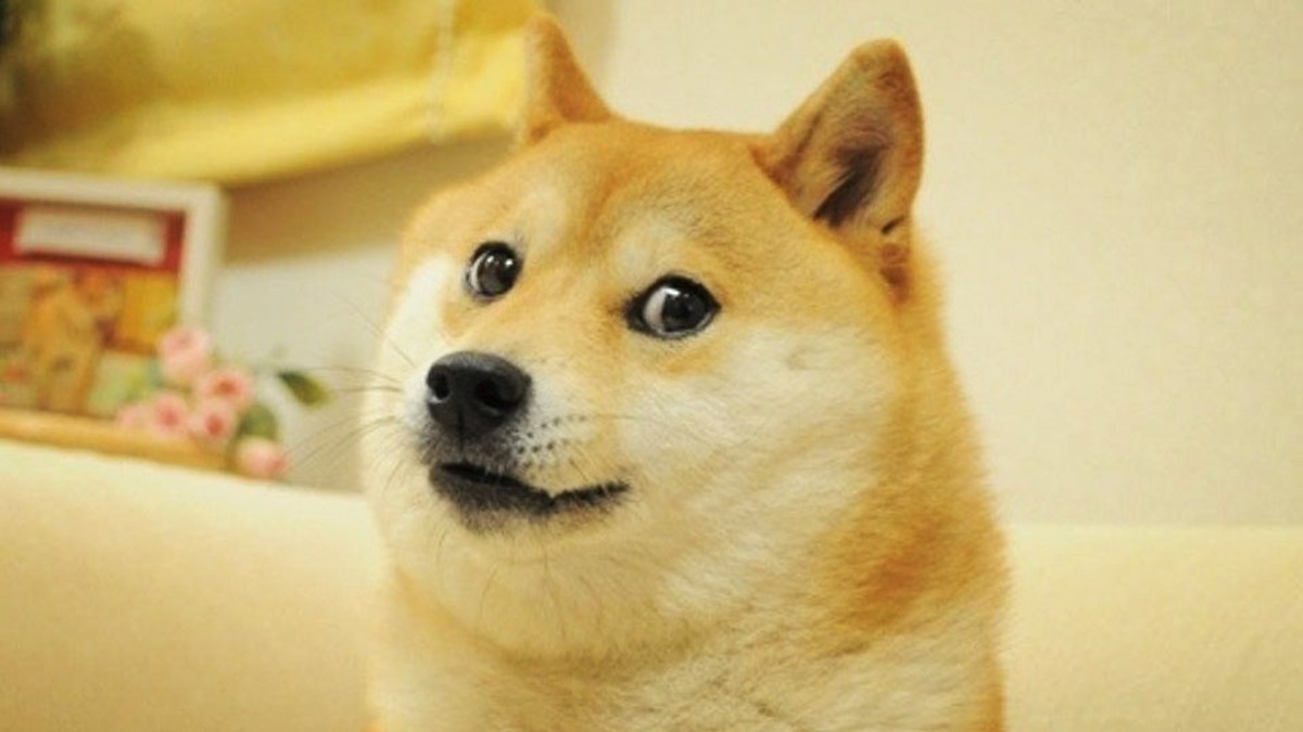 Doge dog meme original image 