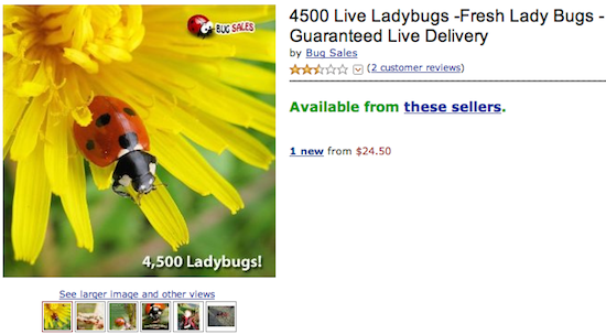 4500 Live Ladybugs